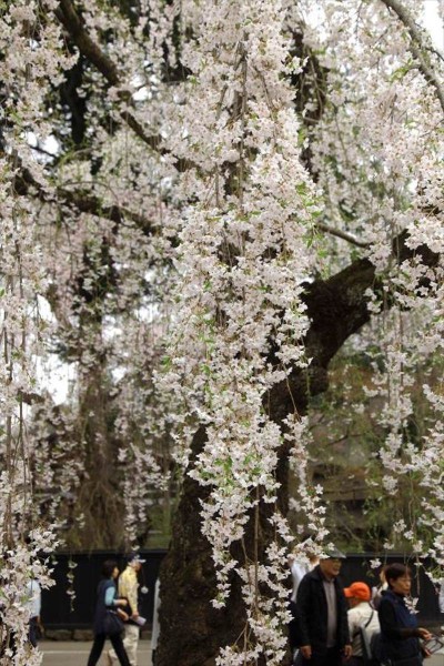 角館の桜
