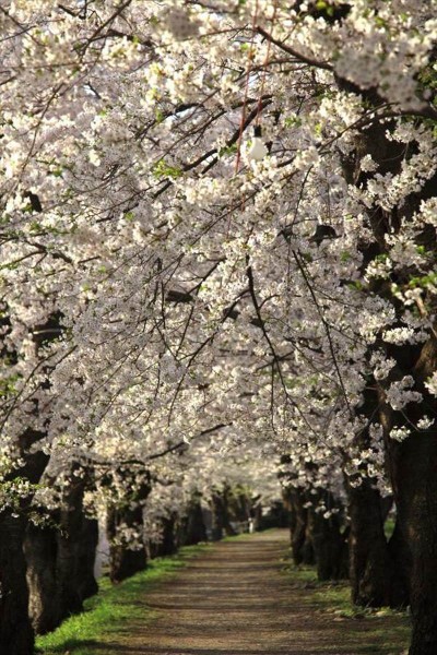 角館 桧木内川堤の桜