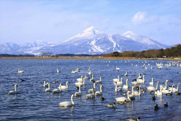 猪苗代湖と白鳥