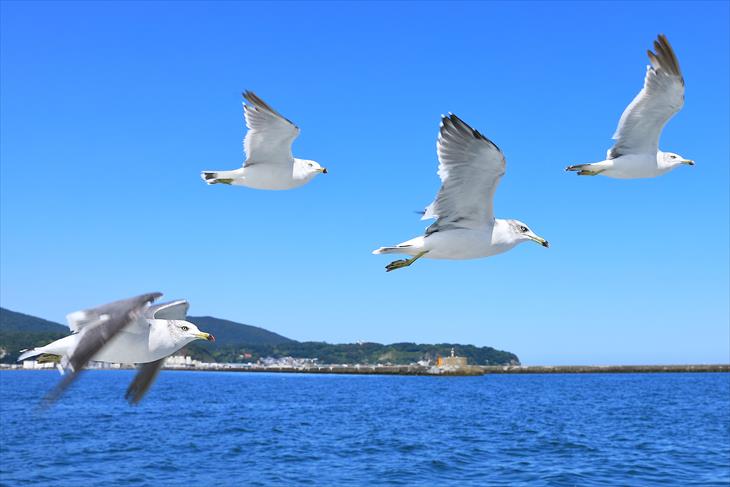 小樽海上観光船 あおばとから見る海鳥