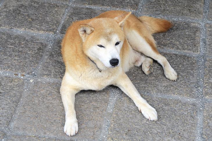 烏来温泉の犬