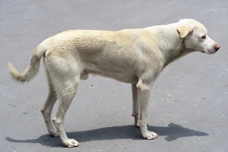 烏来温泉の犬