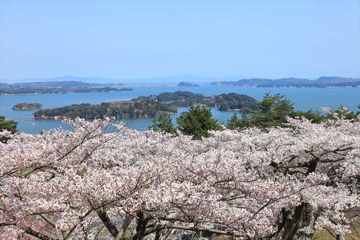 西行戻しの松公園から見る松島と桜