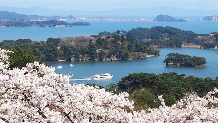 西行戻しの松公園から見る松島と桜