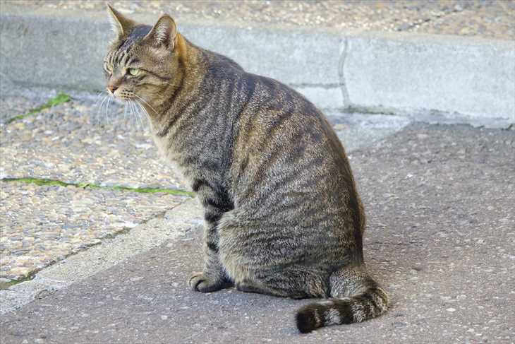 小樽で見かけた猫