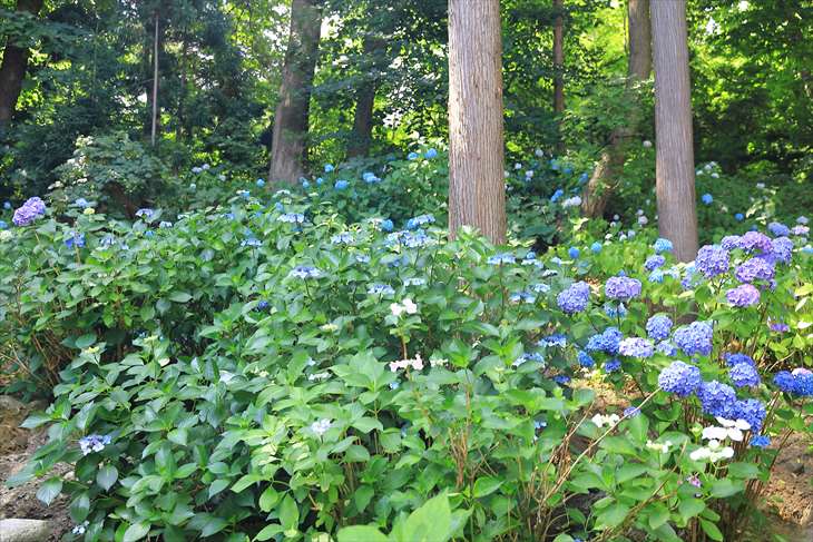 円山公園の紫陽花