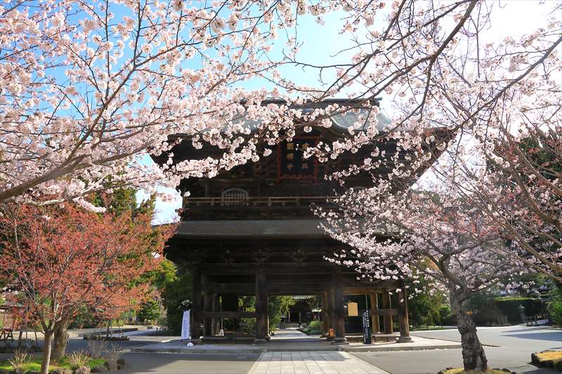 建長寺の桜